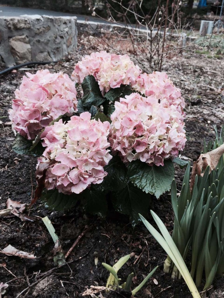 7 Things to do to get your garden ready for Spring - hydrangeas
