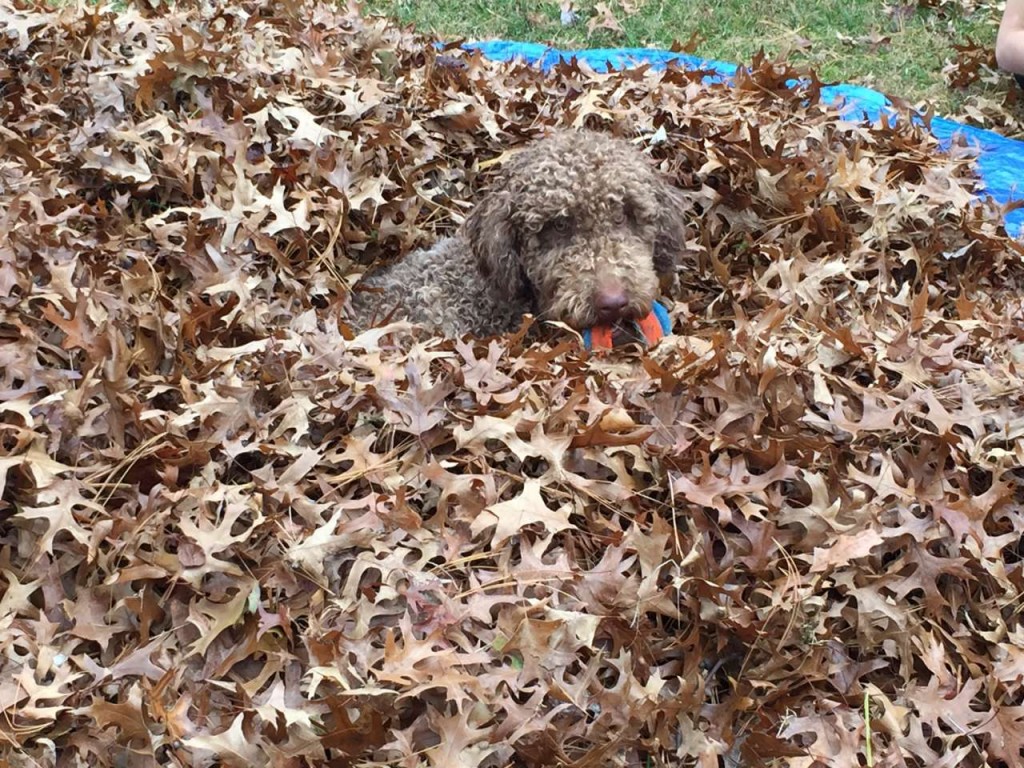 Our 1st Year with Moose, our Austrailian Labradoodle