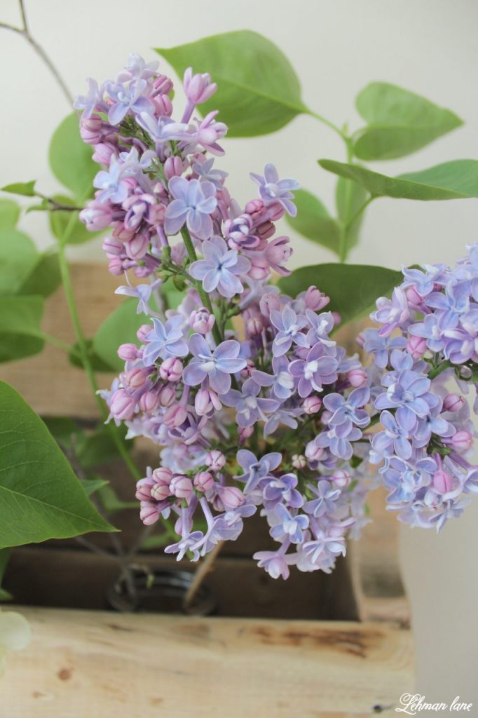 DIY Wood Pallet Shelf for Flowers - lilac