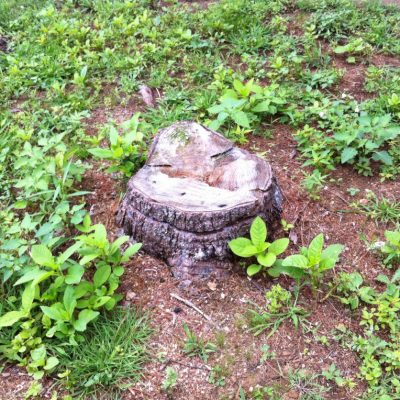DIY Tree Stump Removal - lehmanlane.net