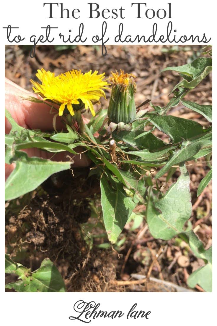 1 Best Tool for How to Get Rid of Dandelions Naturally in 3 Easy Steps