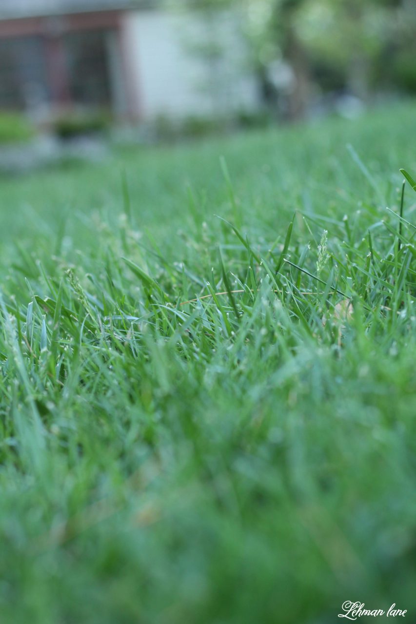 1 Best Tool for How to Get Rid of Dandelions Naturally in 3 Easy Steps Lehman Lane