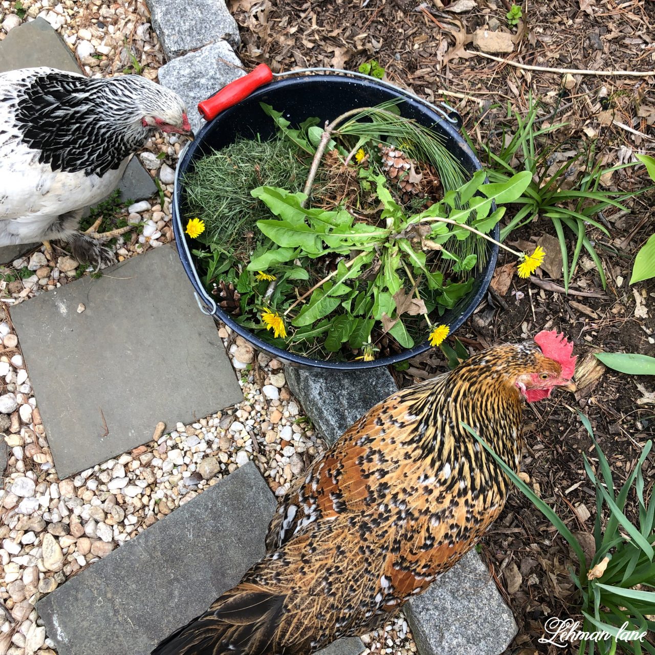 1 Best Tool for How to Get Rid of Dandelions Naturally in 3 Easy Steps