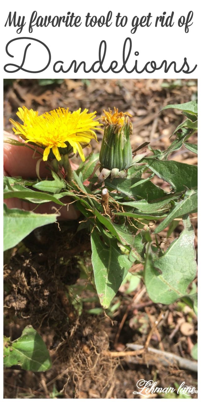 1 Best Tool for How to Get Rid of Dandelions Naturally Lehman Lane