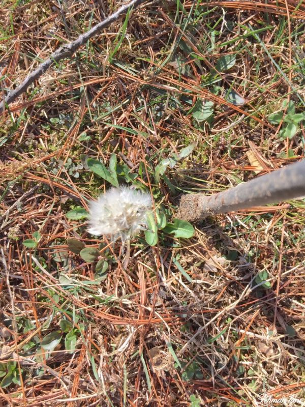 1 Best Tool for How to Get Rid of Dandelions Naturally in 3 Easy Steps