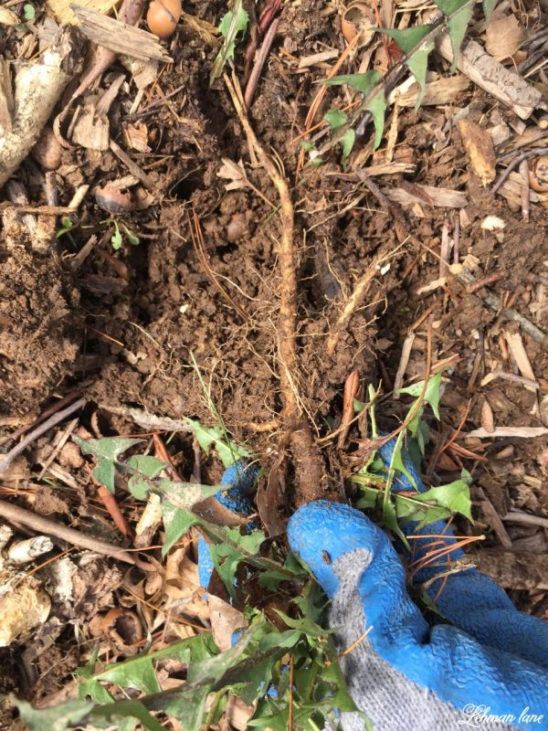 1 Best Tool for How to Get Rid of Dandelions Naturally in 3 Easy Steps