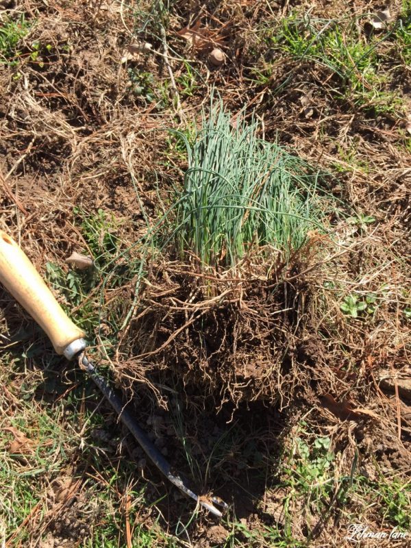 1 Best Tool for How to Get Rid of Dandelions Naturally in 3 Easy Steps