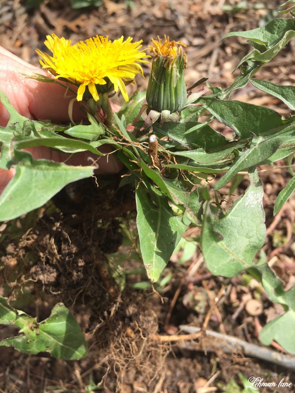 1 Best Tool for How to Get Rid of Dandelions Naturally in 3 Easy Steps