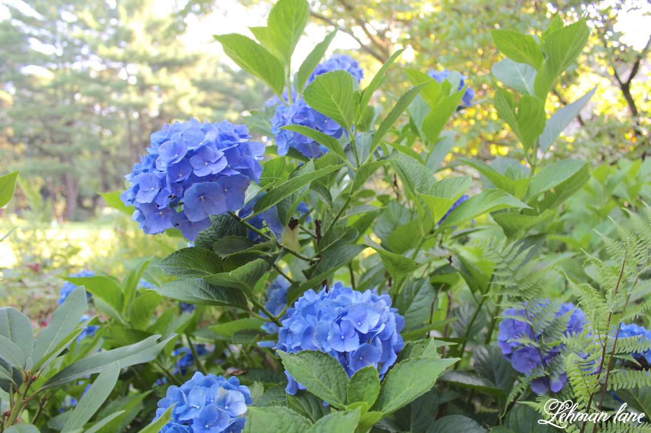 hydrangea care - sharing my #1 tip for how to get the most blooms from your plants - blue hydrangea