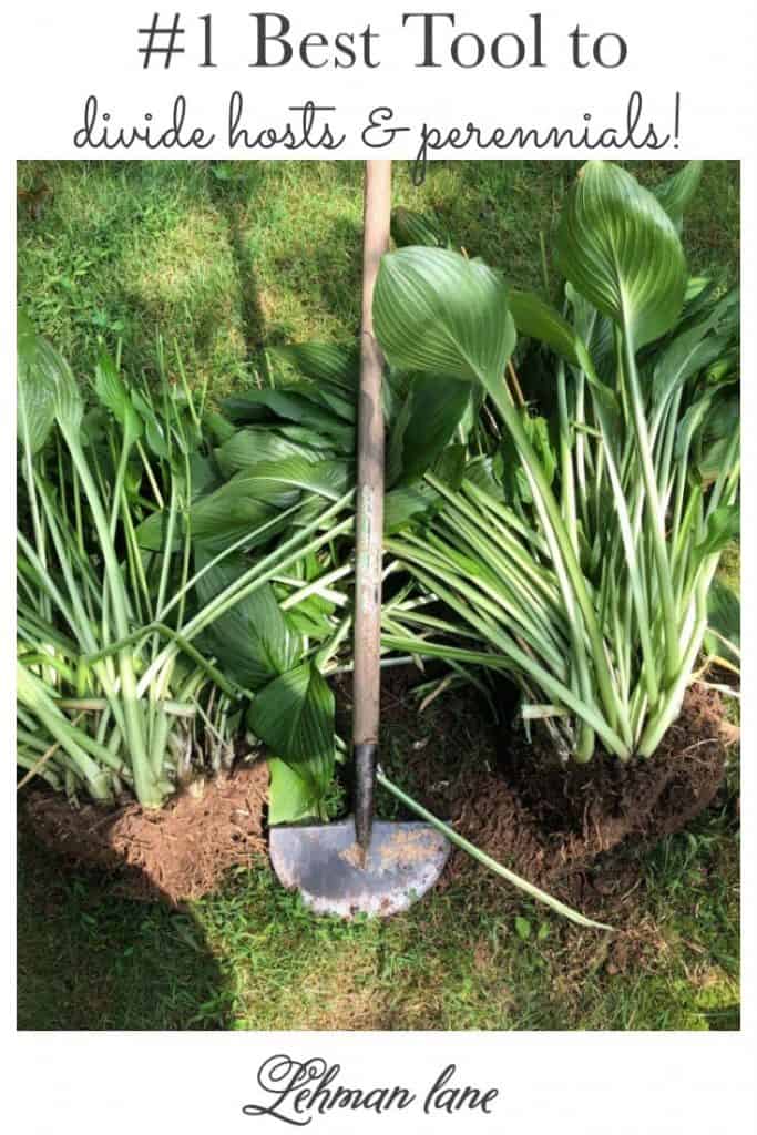 Every few years some of my perennials start to get a little too big for their britches... and need to be divided. Dividing plants can be a fantastic way to grow your garden completely for FREE! Today, I am sharing my #1 favorite tool to divide hosta and pretty much every other perennial plant you might find in your garden. #dividehosta #hosta #gardeningforbeginners https://lehmanlane.net