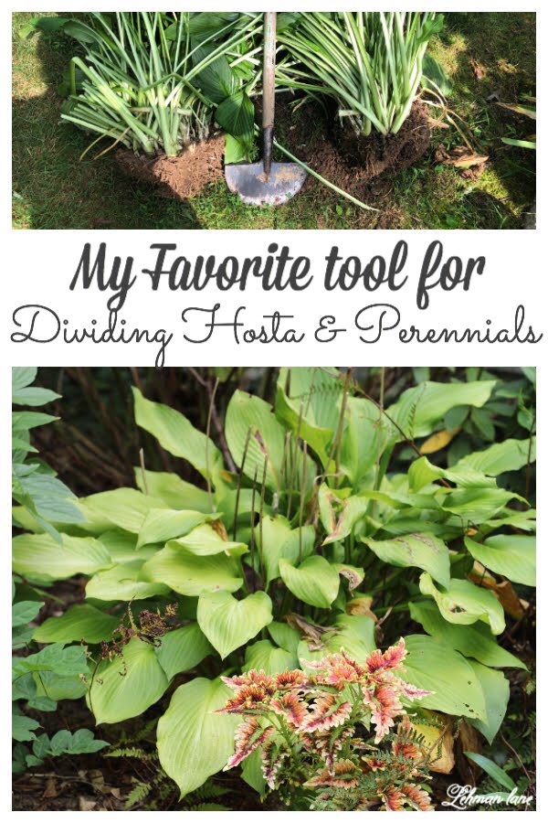 I am sharing my favorite tool to divide hosta & other perennial plants. Dividing plants can be a fantastic way to grow your garden completely for free!!! #gardening https://lehmanlane.net