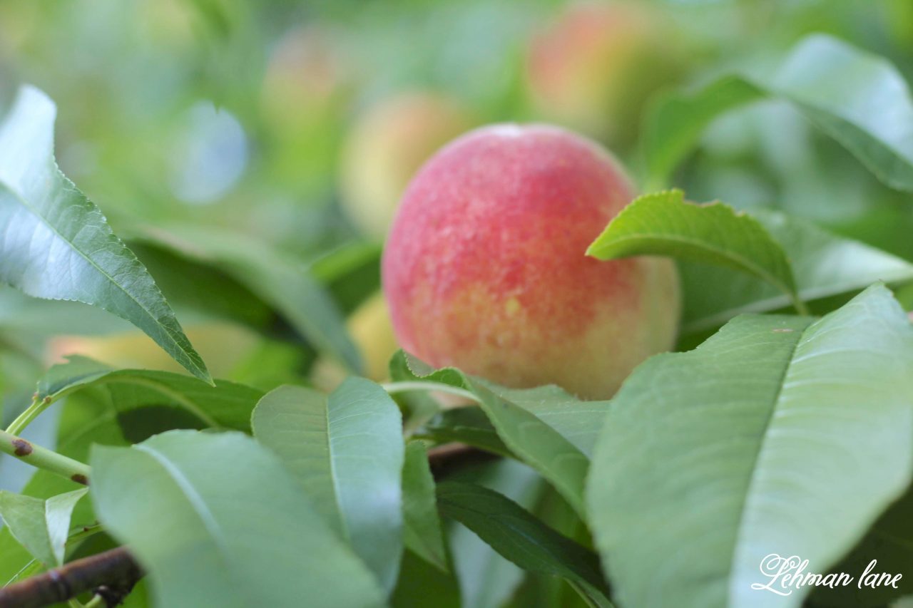 Home Orchard Update - 4 Mistakes I Made #homeorchard #homegrown #orchard https://lehmanlane.net