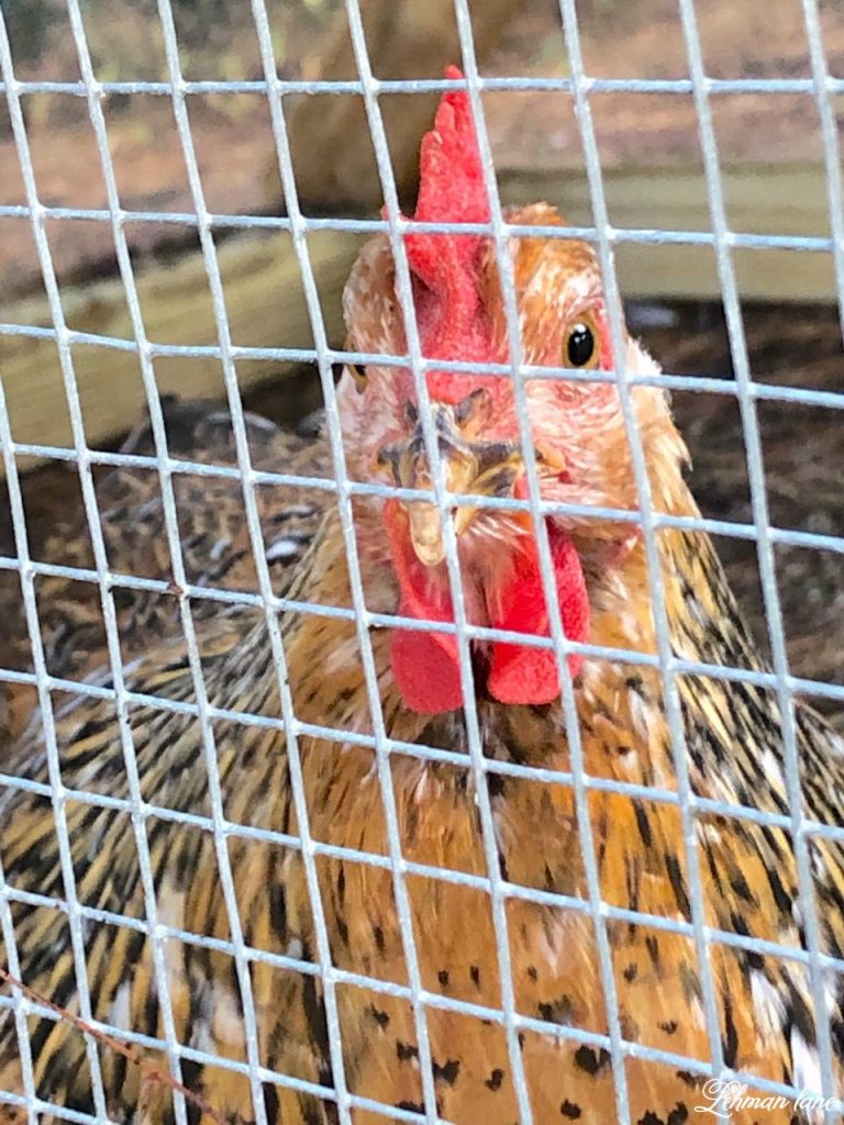 Backyard Chickens - Sharing all about backyard chickens for newbie chicken owners #backyardchickens #chickens https;//lehmanlane.net
