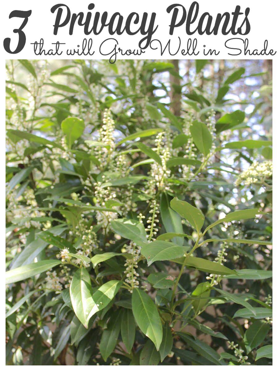 The Best 3 Tall Shrubs & Privacy Plants for Shade that Look Pretty Too
