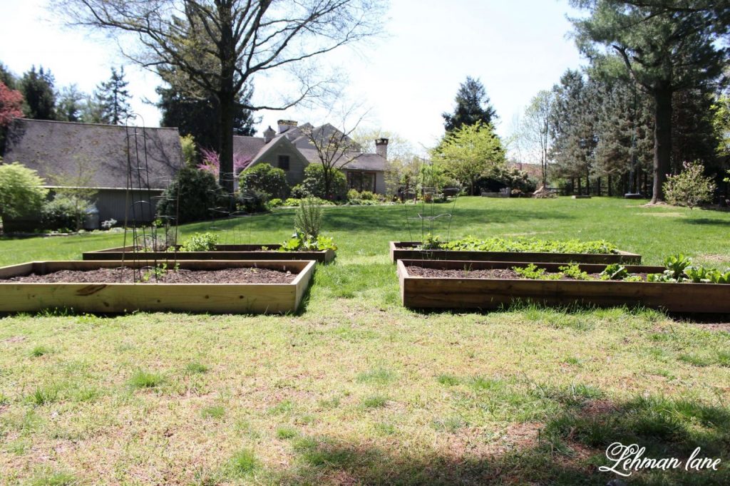 Vegetable Garden Beds - Expanding & Planting -We expanded our Vegetable Garden Beds this year. Sharing how we added 2 more raised beds this year using pressure treated boards & what vegetables, herbs & fruit we planted in them. #raisedbeds #gardenbeds https://lehmanlane.net