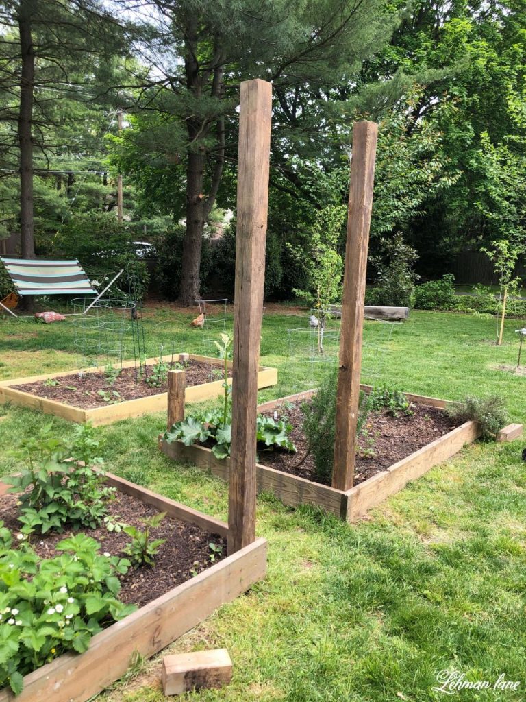 We added a DIY Arbor & wire fencing to our raised garden beds.  This DIY arbor was simple to build & brings a lot of character to our raised garden beds while the fencing helps keeps our chickens away from eating all the strawberries...And this project cost us less than $20 to build! #diyarbor #arbor #raisedgardenbeds #potagergarden https://lehmanlane.net