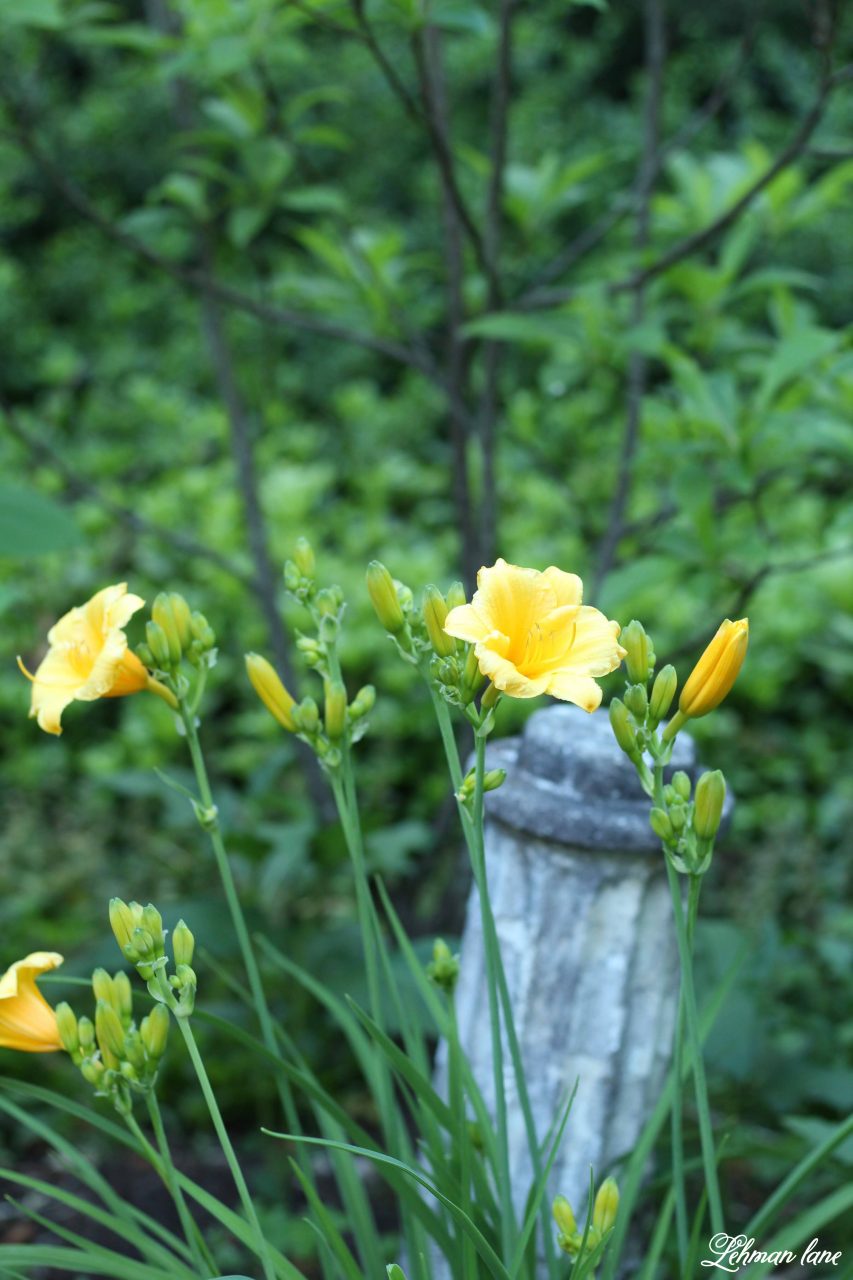 15 Awesome Shade Plants that Look Beautiful under Trees Lehman Lane