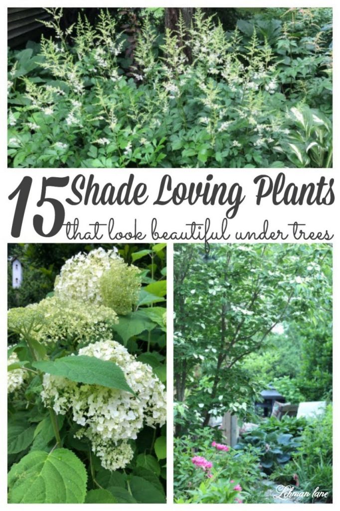 Sharing 15 of my favorite shade plants, perennials & shrubs to grow under trees. #shadeplants #landscaping #backyardideas #shadeperennials #shadegardenideas https://lehmanlane.net